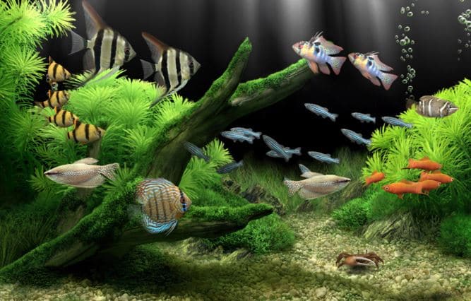 Acquario in casa
