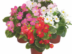 begonia semperflorens